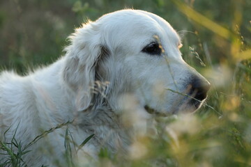 golden retriever in sunlight in the garden
