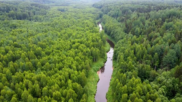 Aerial top down drone  view of a beautiful green summer forest and a calm river at nice day