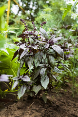 Basil on the garden bed. A young purple basil bush grows outside in the garden. Crop and vegetable growing. Healthy vegetables, spices.