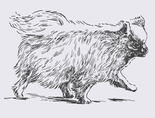 Freehnad drawing of cute fluffy dog walking