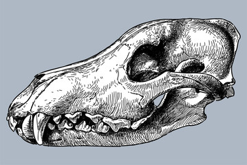 Hand drawn wolf skull profile