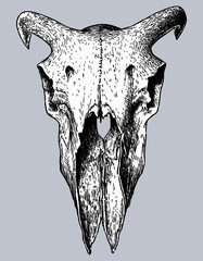 Hand drawing of ram skull