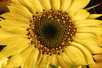 日本の夏の黄色いヒマワリの花
