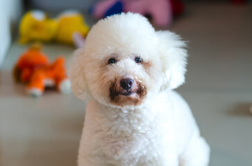 Selective on the mouth area of adorable white Poodle dog which dirty from eating food and drinking water that made fur to be dark color.