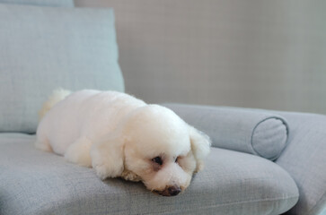 Adorable white Poodle dog sleeping and relaxing alone on blue couch while stay at home.