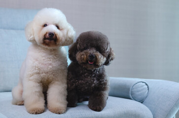 Adorable smiling white and black Poodle dogs sitting and relaxing together on blue couch while stay at home.