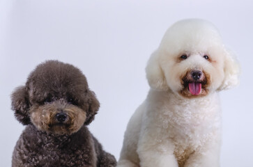 Obraz premium Two adorable Poodle dogs sitting together on white color background.