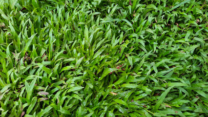 Obraz premium Football field green grass background