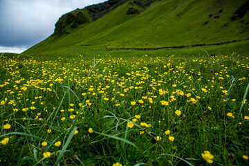 
Picturesque landscape with green nature in Iceland during summer. Image with a very quiet and innocent nature.