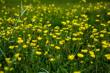 Fototapeta premium Picturesque landscape with green nature in Iceland during summer. Image with a very quiet and innocent nature.