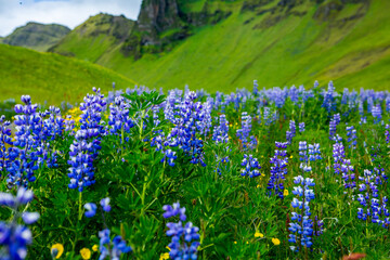 
Picturesque landscape with green nature in Iceland during summer. Image with a very quiet and innocent nature.
