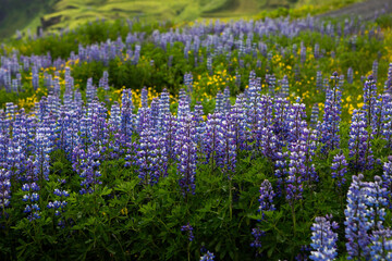 
Picturesque landscape with green nature in Iceland during summer. Image with a very quiet and innocent nature.