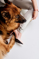 big purebred shepherd dog with women legs in pink high heels on white floor . Women shoes. Calm dog