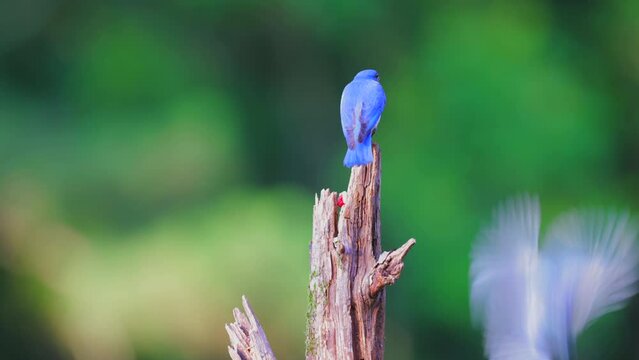 Eastern Bluebird perched on top of a broken dead tree