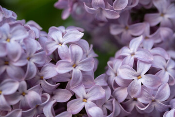 beautiful lilac branches close-up. Background.