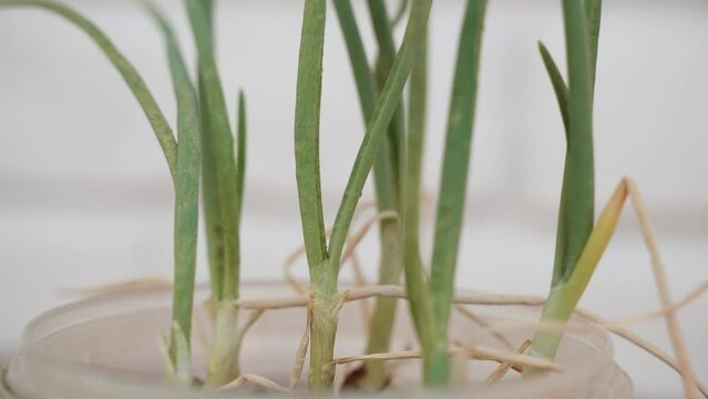 Stricken, painful, withered spring onion sprout slowly rotate in pot. Small light and dark pests, springtails are visible on green leaves. Spoiled crops, agricultural problems.