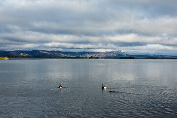 Picturesque landscape with green nature in Iceland during summer. Image with a very quiet and...