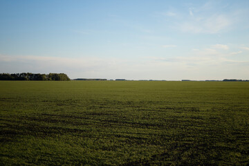 Fototapeta premium Spring sowing of wheat fields. Cultivation of wheat by the farmer.