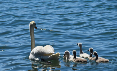 swans on the lake