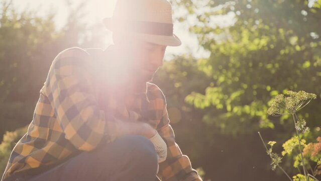 A gardener in work clothes looking to the herb beds, stroking the young parsley greens illuminated by the sun with his hand. Jib shot, slow motion. Gardening season and organic farming concept.