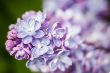 Beautiful and fragrant lilac in the garden. A close-up with a copy of the space, shot on a macro with a background blur for the wallpaper as the background. Natural wallpaper. Selective focus.