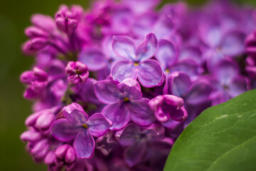 Obraz premium Beautiful and fragrant lilac in the garden. Close-up with a copy of the space, using the natural landscape as the background. Natural wallpaper. Selective focus.
