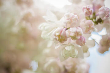 Beautiful and fragrant lilac in the garden. A close-up with a copy of the space, shot on a macro with a background blur for the wallpaper as the background. Natural wallpaper. Selective focus.