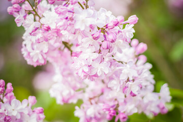 Beautiful and fragrant lilac in the garden. Close-up with a copy of the space, using the natural landscape as the background. Natural wallpaper. Selective focus.