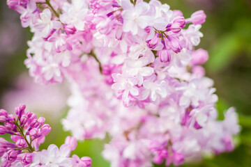 Fototapeta premium Beautiful and fragrant lilac in the garden. Close-up with a copy of the space, using the natural landscape as the background. Natural wallpaper. Selective focus.