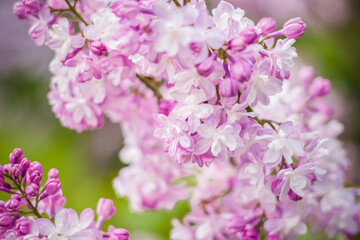 Fototapeta premium Beautiful and fragrant lilac in the garden. Close-up with a copy of the space, using the natural landscape as the background. Natural wallpaper. Selective focus.