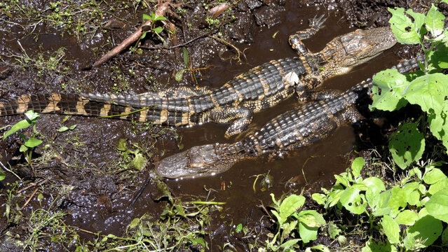 Two baby Alligators in Florida Swamp
