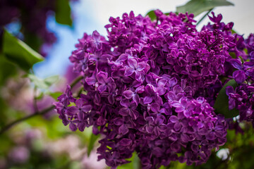 Beautiful and fragrant lilac in the garden. Close-up with a copy of the space, using the natural landscape as the background. Natural wallpaper. Selective focus.