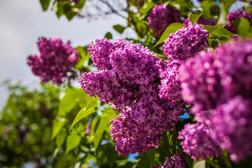Beautiful and fragrant lilac in the garden. Close-up with a copy of the space, using the natural landscape as the background. Natural wallpaper. Selective focus.