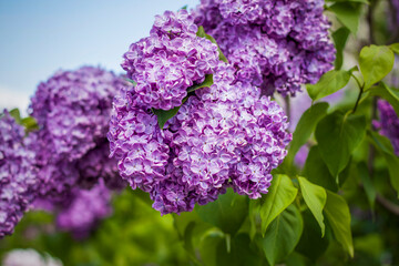 Beautiful and fragrant lilac in the garden. Close-up with a copy of the space, using the natural landscape as the background. Natural wallpaper. Selective focus.