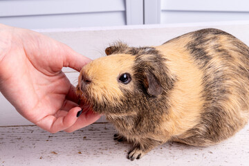 Women's hands stroke a beige guinea pig of the American breed