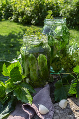 Preparing for pickling and preserving cucumbers in a jar on an old wooden table in the garden. Summer, sunny day. Cucumbers, herbs, dill, garlic. Country style