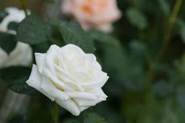 Garden roses in a flower garden on farm or near house in city outside. Beautiful buds and large inflorescences of roses on background of green flower garden. Care and cultivation of plants