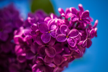 Beautiful and fragrant lilac in the garden. Close-up with a copy of the space, using the natural landscape as the background. Natural wallpaper. Selective focus.