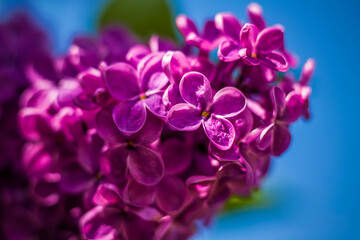 Fototapeta na wymiar Beautiful and fragrant lilac in the garden. Close-up with a copy of the space, using the natural landscape as the background. Natural wallpaper. Selective focus.