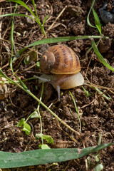 Caracol, molusco gasteropodo en el huerto o jardín