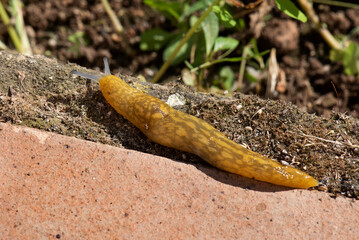 Babosa de cerca en el huerto, molusco gasterópodo que airea y alimenta la tierra