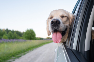 A happy dog travels in the summer by car. Golden Retriever looking out the car window on a sunny...
