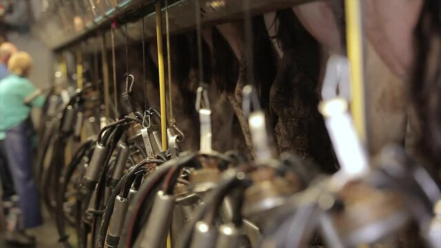 Equipment for milking cows. Cows on a dairy farm. Modern farm. Modern dairy farm.