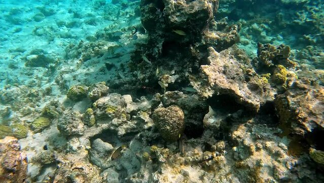 Coral underwater in the Caribbean Sea in Cayman Islands