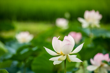 The harmony and beauty of the lotus and green leaves and light pink flowers in Chopyeong-ri, Uiwang-si, Gyeonggi-do.
