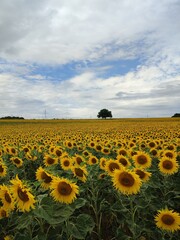 Obraz premium field of sunflowers