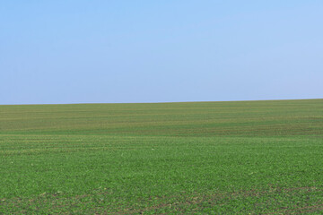 Green field with blue sky as background.