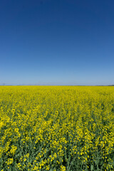 Obraz premium field of yellow flowers