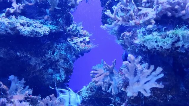 Fish swim among the corals. Life of marine life