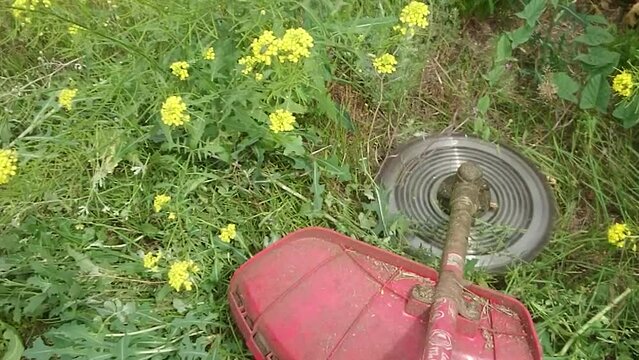 Petrol lawn mower trimmer with motor cutting grass.
